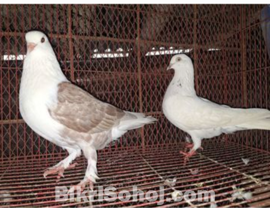 ১জোড়া এডাল্ট কবুতর সেল করা হবে